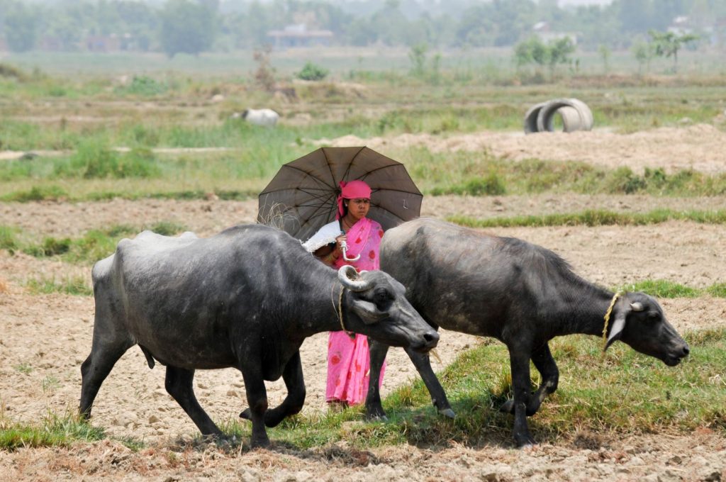 woman with 2 black cows