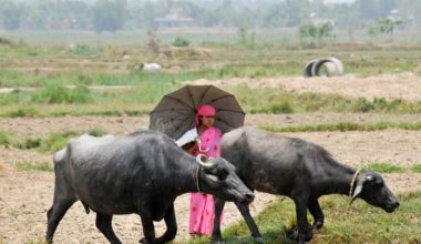 woman with 2 black cows