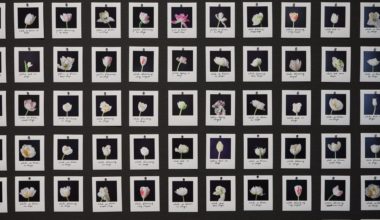 Anna Ridler's photos of tulips