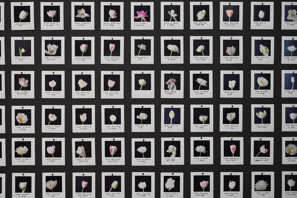 Anna Ridler's photos of tulips