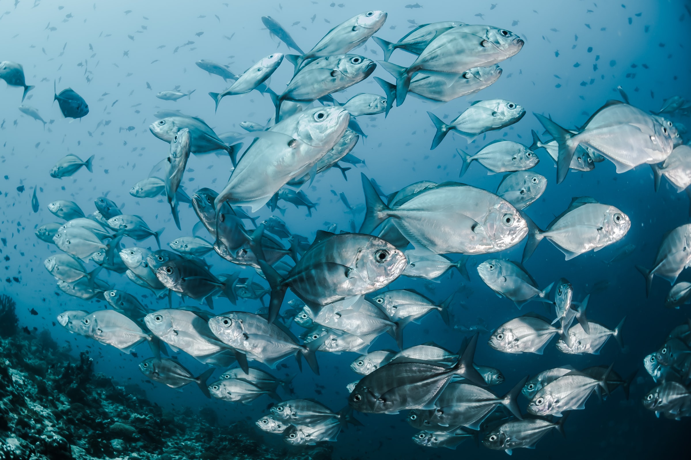 Image of a school of fish.