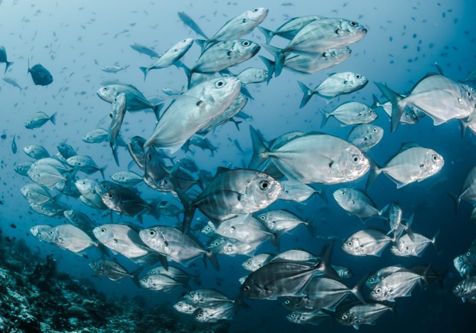 Image of a school of fish.
